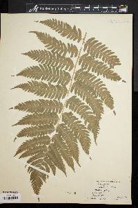 Dryopteris goldieana image