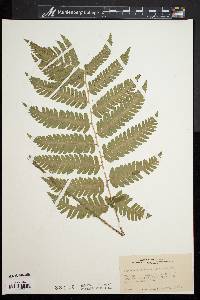 Dryopteris goldieana image