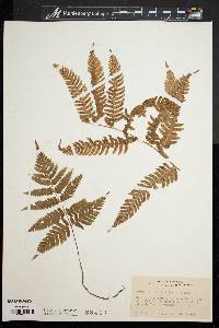 Dryopteris goldieana image