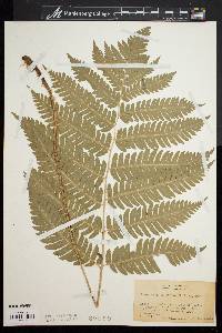 Dryopteris goldieana image