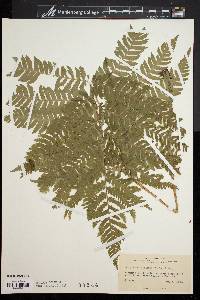 Dryopteris goldieana image