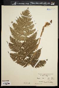 Dryopteris marginalis f. elegans image