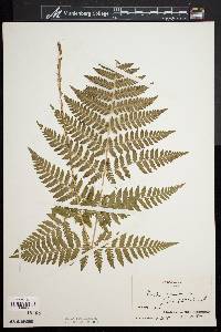 Dryopteris × triploidea image