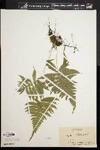 Dryopteris phegopteris image