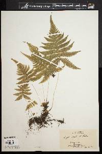 Dryopteris phegopteris image