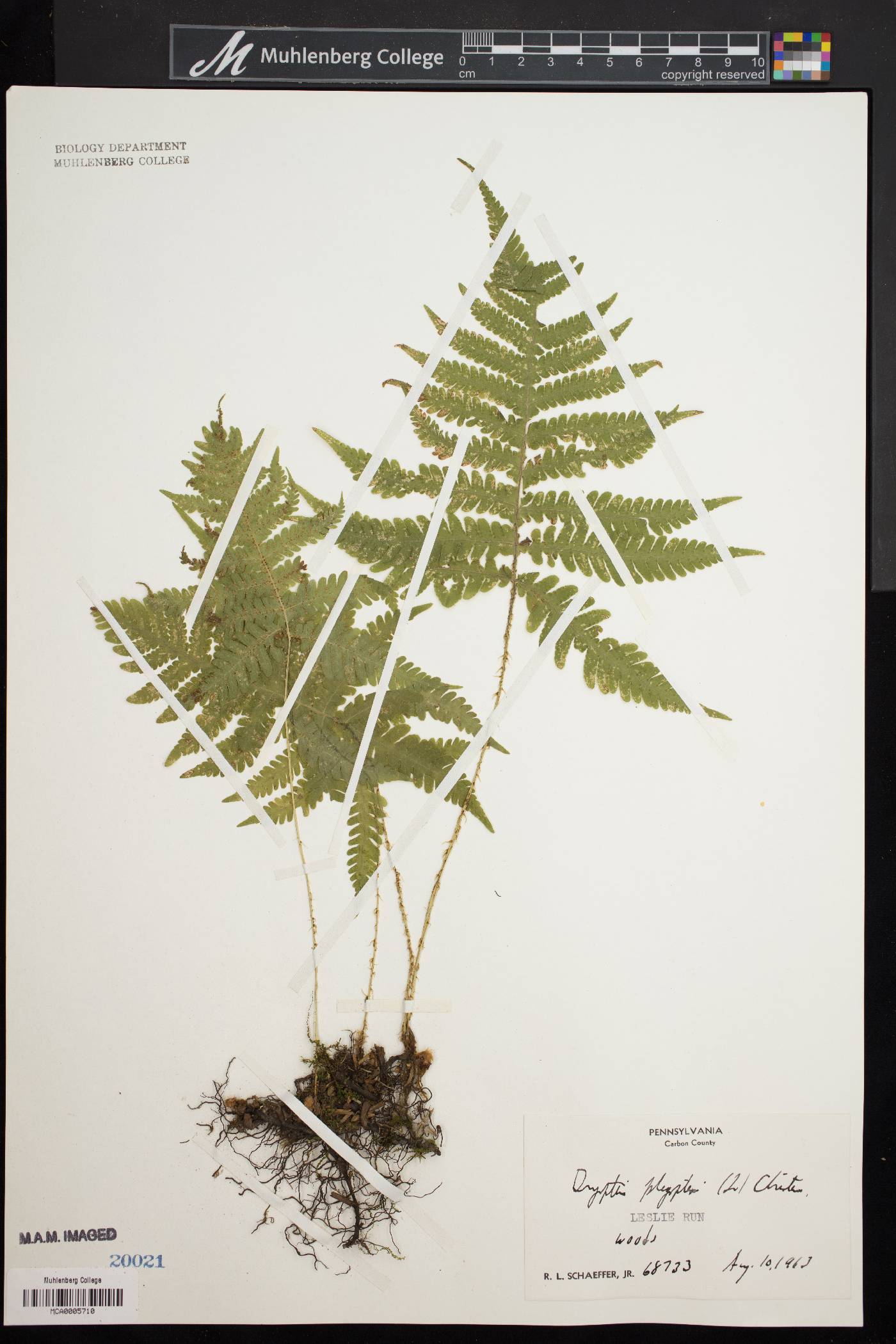 Dryopteris phegopteris image