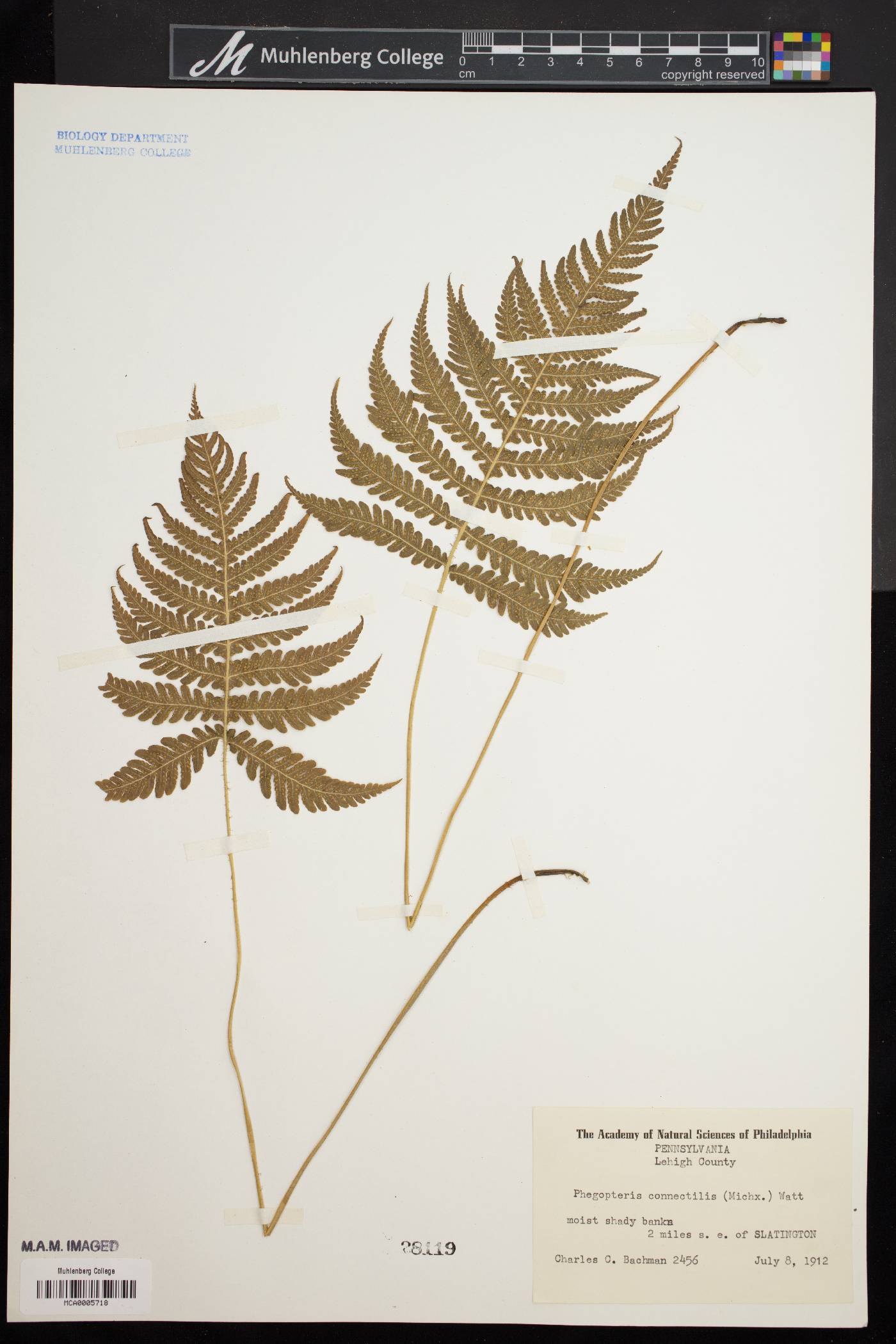 Dryopteris phegopteris image