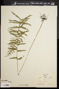 Dryopteris thelypteris image