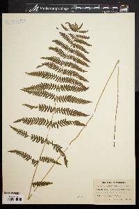 Dryopteris thelypteris image