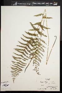 Dryopteris thelypteris image