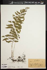 Dryopteris thelypteris var. pubescens image