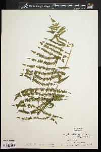 Dryopteris thelypteris var. pubescens image