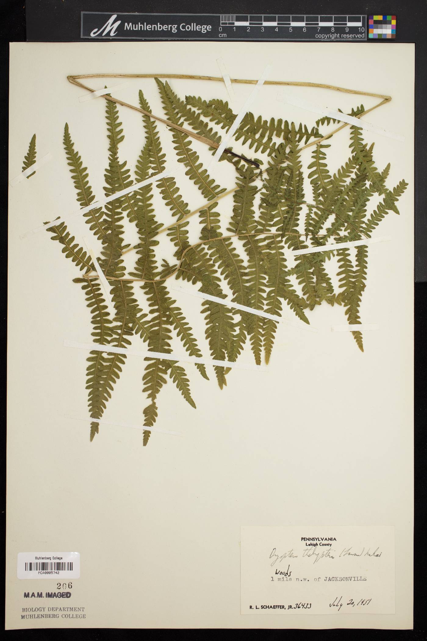 Dryopteris thelypteris var. pubescens image