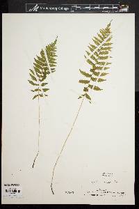 Dryopteris simulata image