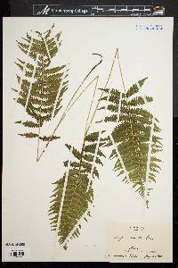 Dryopteris simulata image