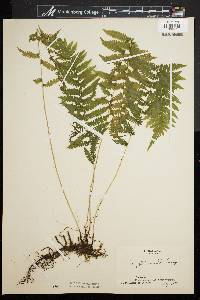 Dryopteris simulata image