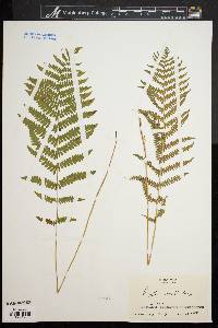 Dryopteris simulata image