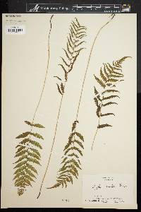 Dryopteris simulata image