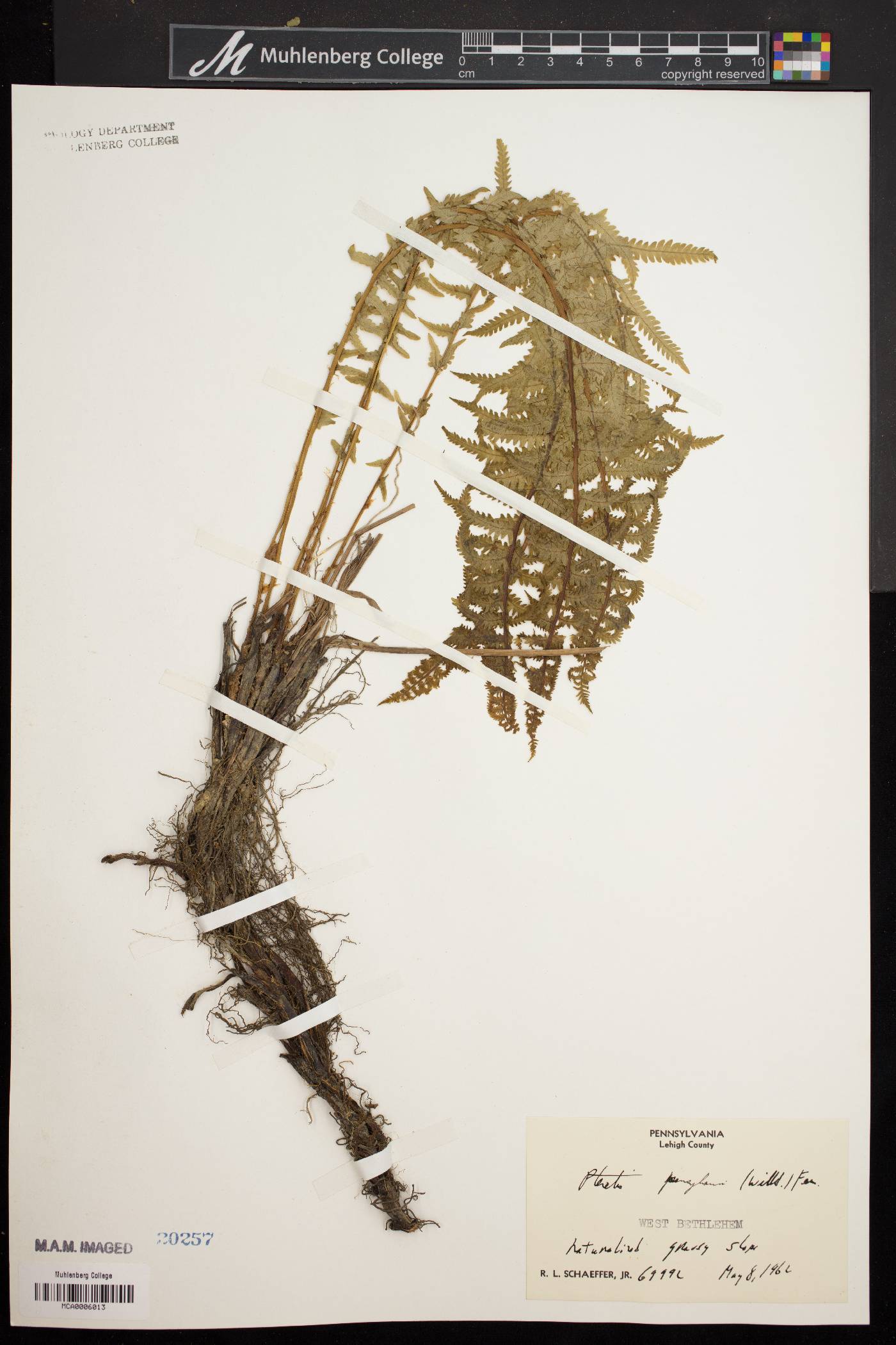 Matteuccia pensylvanica image
