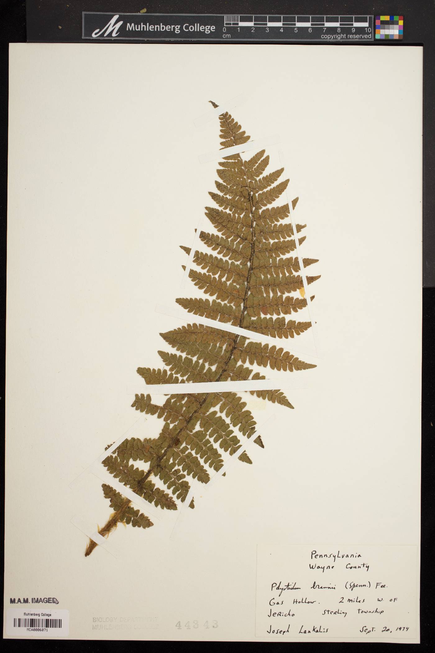 Polystichum braunii image