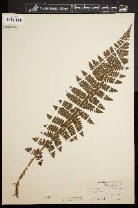 Polystichum braunii image