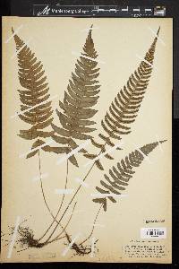 Blechnum occidentale image