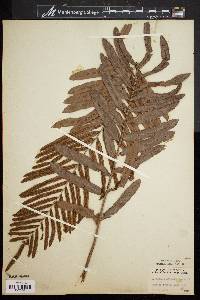 Blechnum serrulatum image