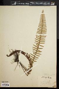 Polypodium pectinatum image