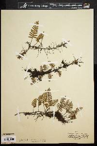 Polypodium polypodioides image