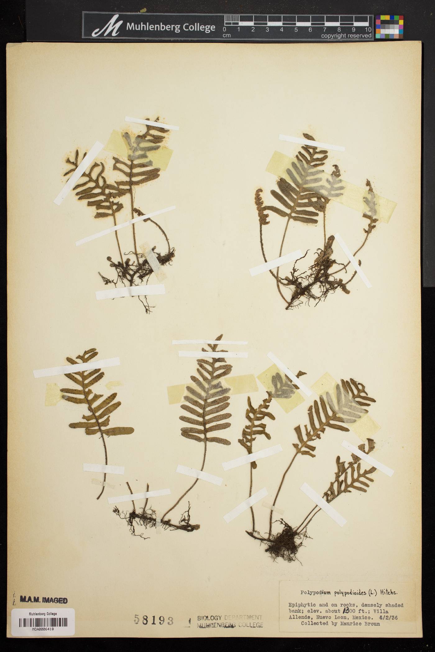 Polypodium polypodioides image