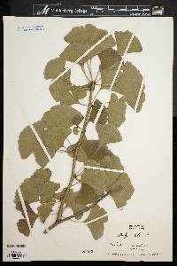 Ginkgo biloba image