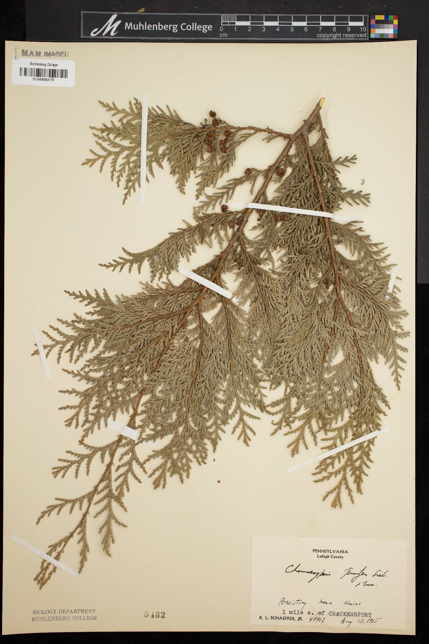 Chamaecyparis pisifera image