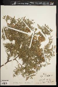 Thuja occidentalis image