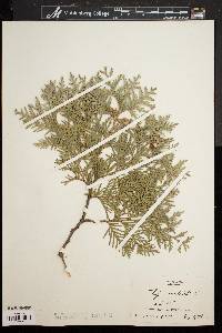 Thuja occidentalis image