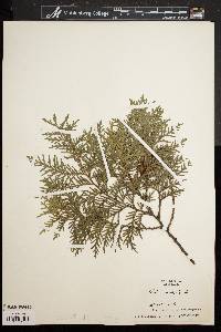 Thuja occidentalis image