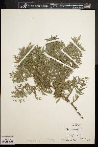 Thuja occidentalis image