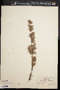 Larix laricina image