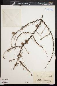 Larix laricina image