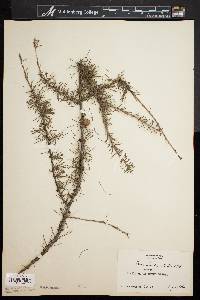 Larix laricina image