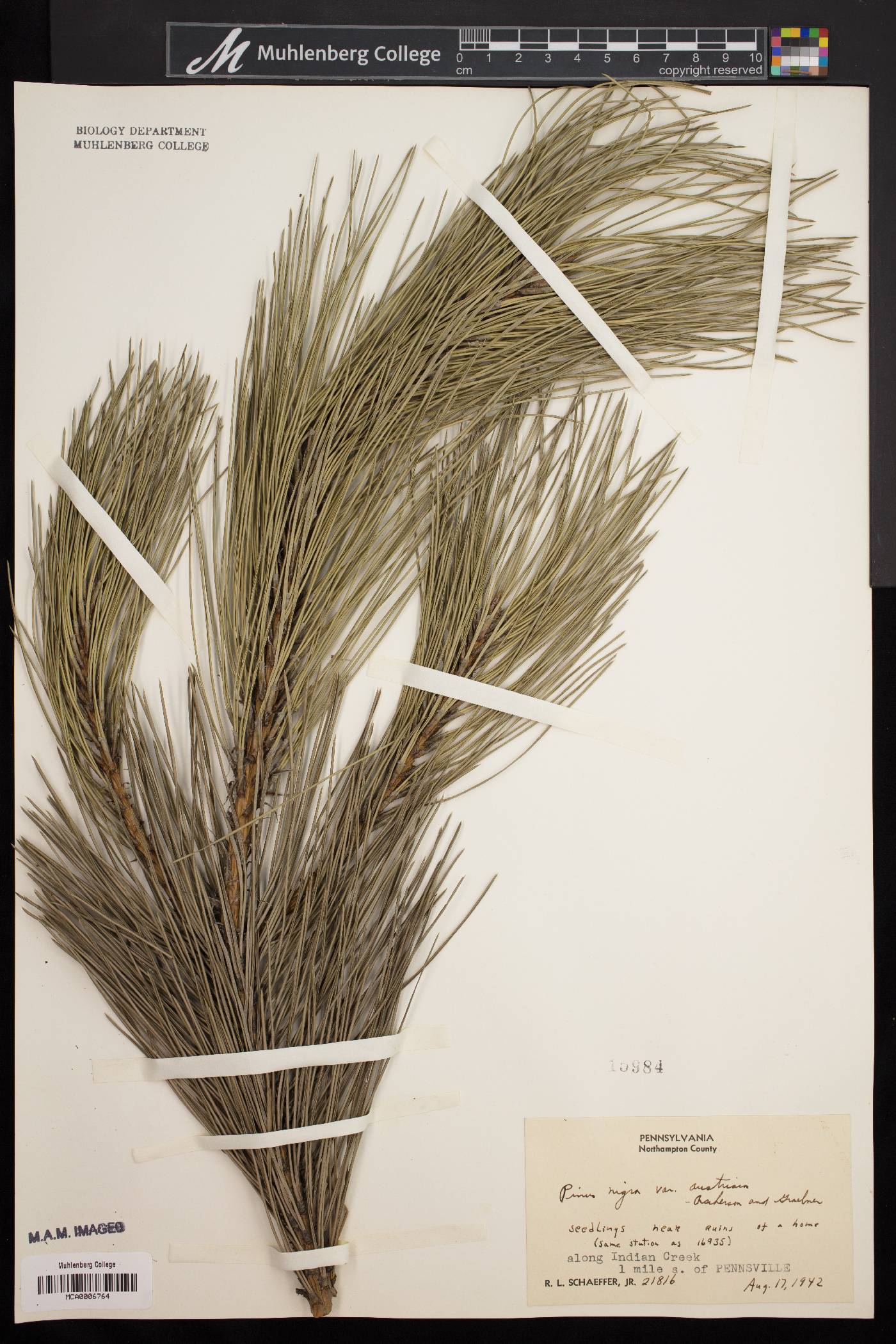 Pinus nigra var. austriaca image