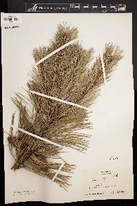 Pinus rigida image