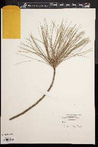 Pinus koraiensis image