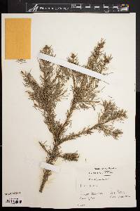 Picea glauca image