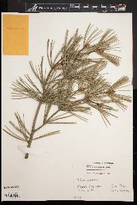 Pinus bungeana image