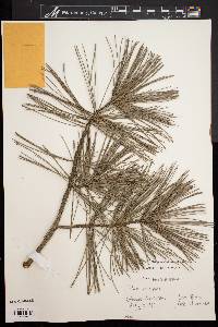 Pinus koraiensis image