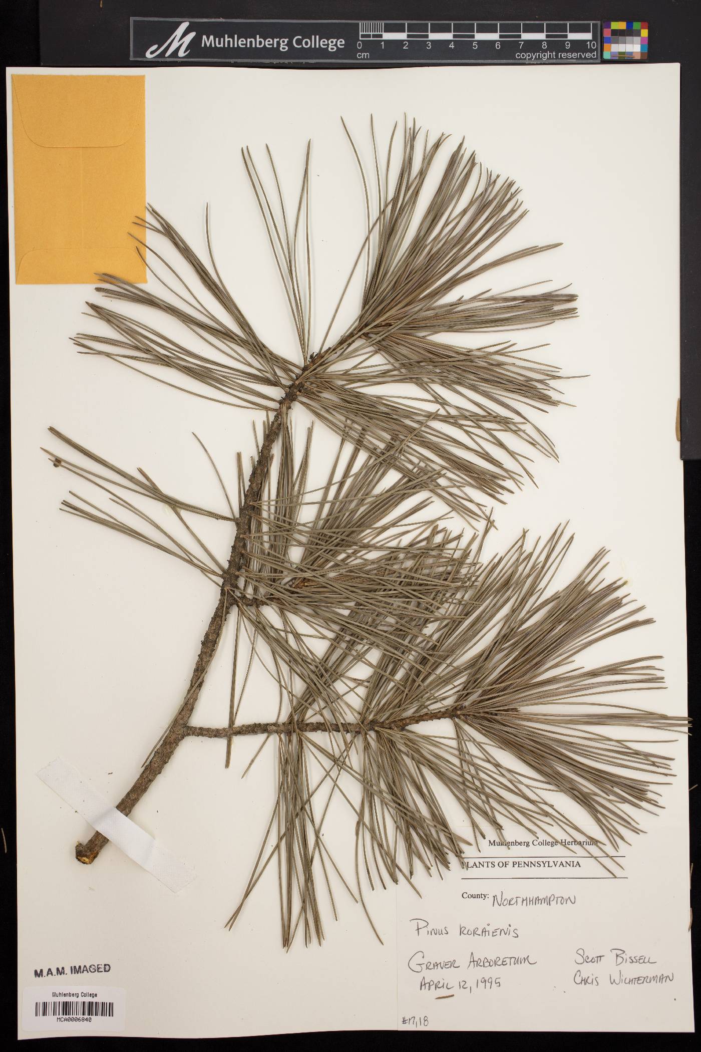 Pinus koraiensis image