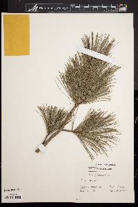 Pinus peuce image