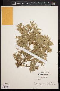 Thuja plicata image