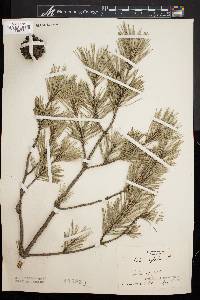 Pinus sylvestris image