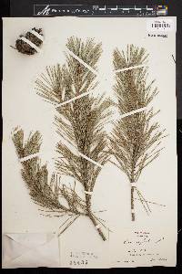 Pinus sylvestris image